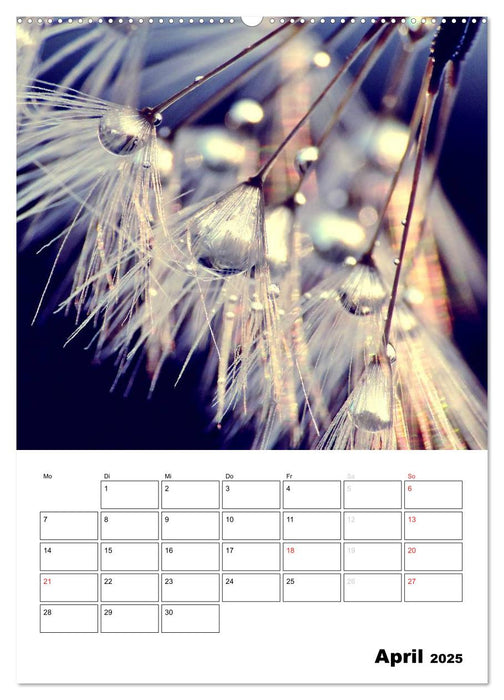 Pusteblumentraum - Dreams of Dandelion (CALVENDO Premium Wandkalender 2025)