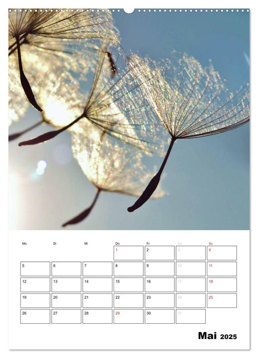 Pusteblumentraum - Dreams of Dandelion (CALVENDO Premium Wandkalender 2025)