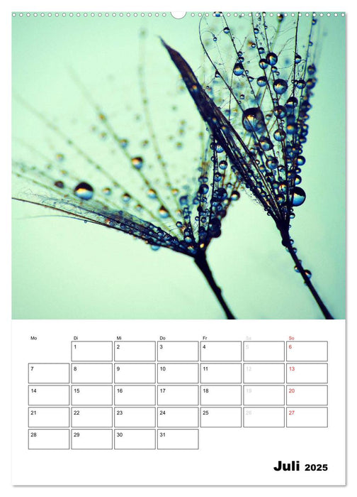 Pusteblumentraum - Dreams of Dandelion (CALVENDO Premium Wandkalender 2025)