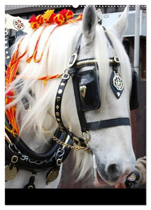 Shire Horse - Geschmückte Riesen (CALVENDO Premium Wandkalender 2025)
