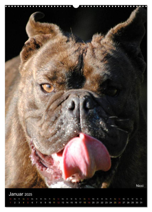 Bulldoggen-Gesichter (CALVENDO Premium Wandkalender 2025)
