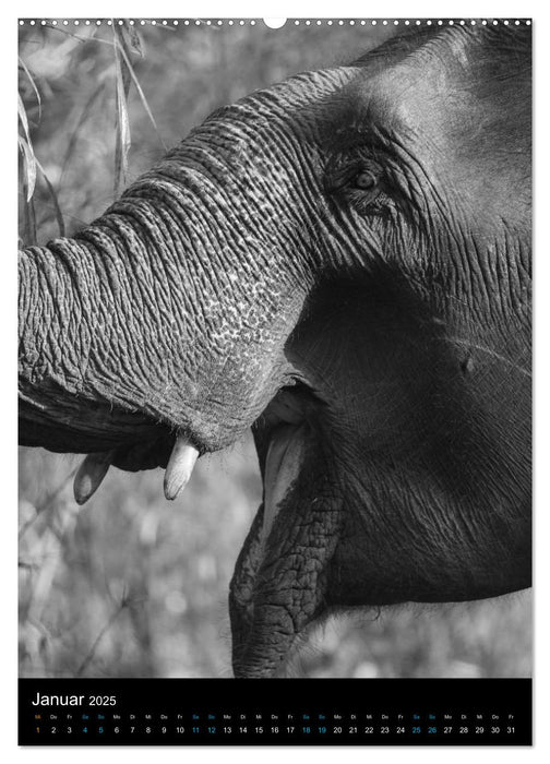 Elefanten hautnah (CALVENDO Wandkalender 2025)