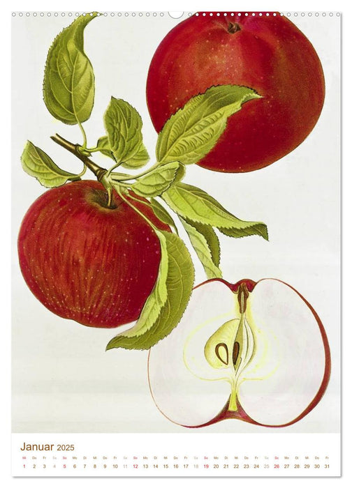 Obstbäume: Botanische Zeichnungen und historische Stiche (CALVENDO Wandkalender 2025)