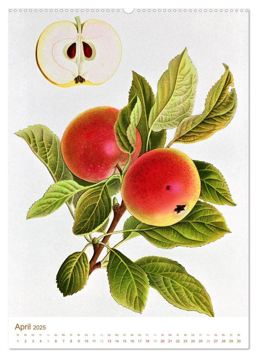 Obstbäume: Botanische Zeichnungen und historische Stiche (CALVENDO Wandkalender 2025)