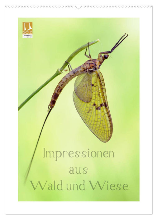 Impressionen aus Wald und Wiese (CALVENDO Wandkalender 2025)