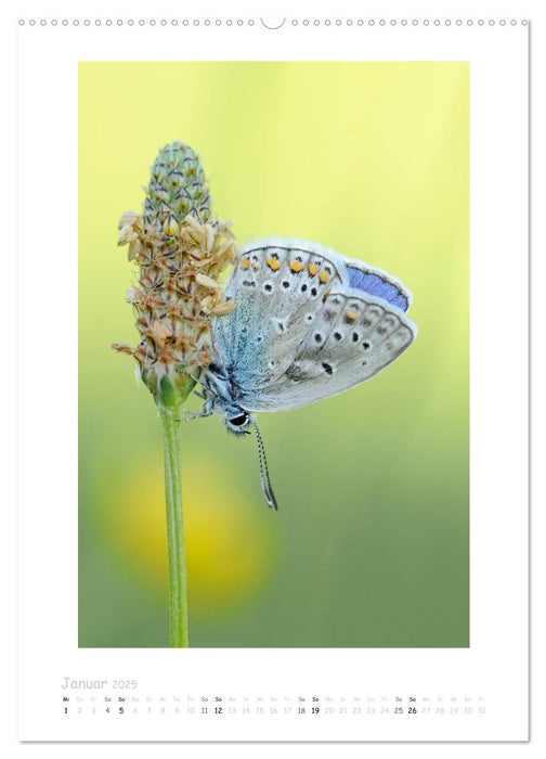 Impressionen aus Wald und Wiese (CALVENDO Wandkalender 2025)