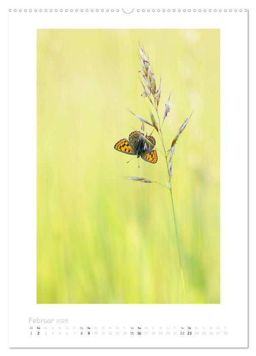 Impressionen aus Wald und Wiese (CALVENDO Wandkalender 2025)