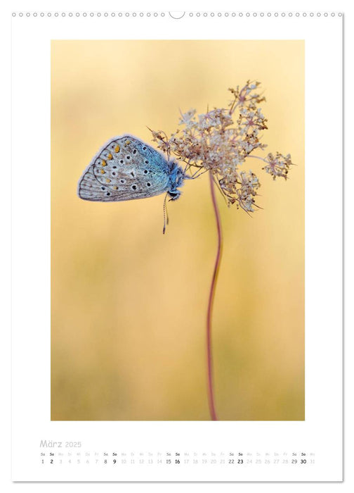 Impressionen aus Wald und Wiese (CALVENDO Wandkalender 2025)