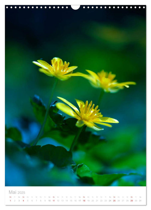 Wiesenblumen (CALVENDO Wandkalender 2025)