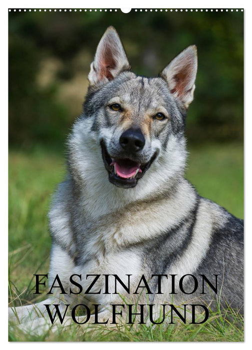 Faszination Wolfhund (CALVENDO Wandkalender 2025)