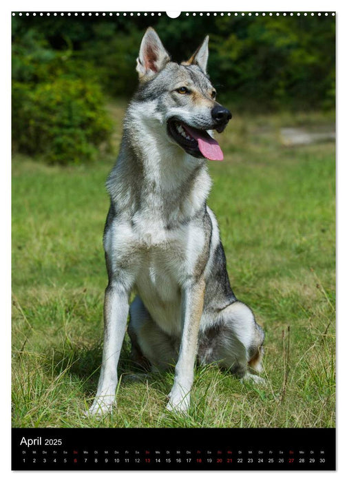 Faszination Wolfhund (CALVENDO Wandkalender 2025)