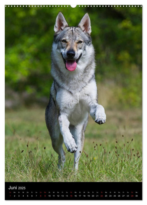 Faszination Wolfhund (CALVENDO Wandkalender 2025)