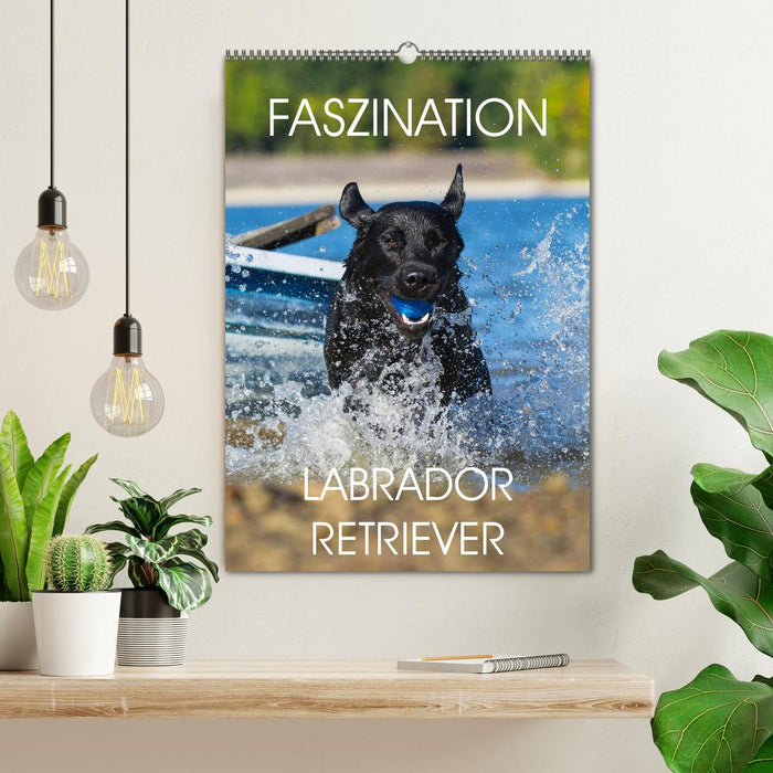 Faszination Labrador Retriever (CALVENDO Wandkalender 2025)