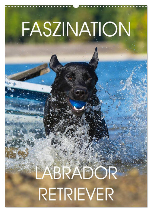 Faszination Labrador Retriever (CALVENDO Wandkalender 2025)