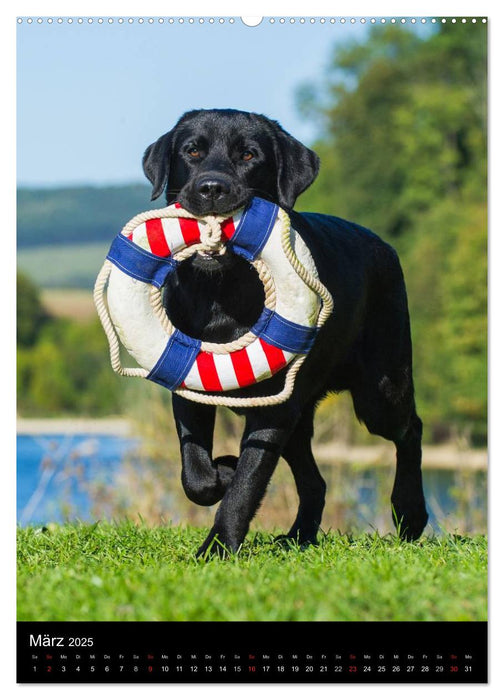 Faszination Labrador Retriever (CALVENDO Wandkalender 2025)