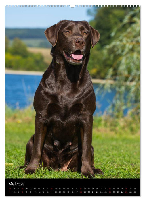 Faszination Labrador Retriever (CALVENDO Wandkalender 2025)