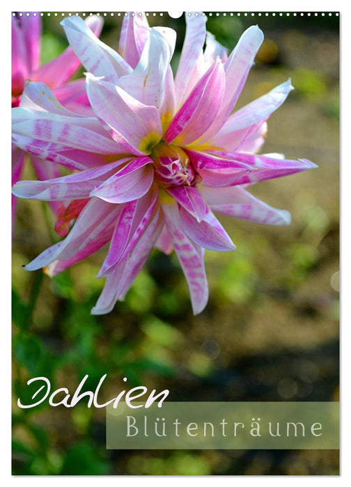 Dahlien - Blütenträume (CALVENDO Wandkalender 2025)