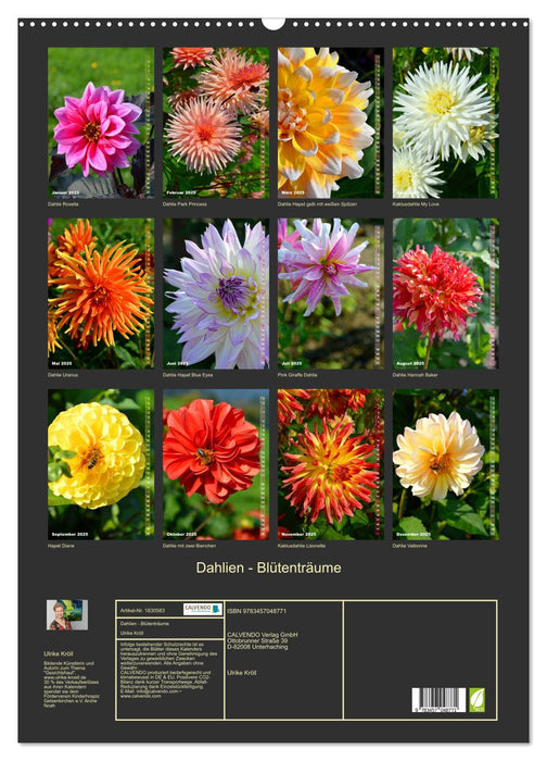 Dahlien - Blütenträume (CALVENDO Wandkalender 2025)