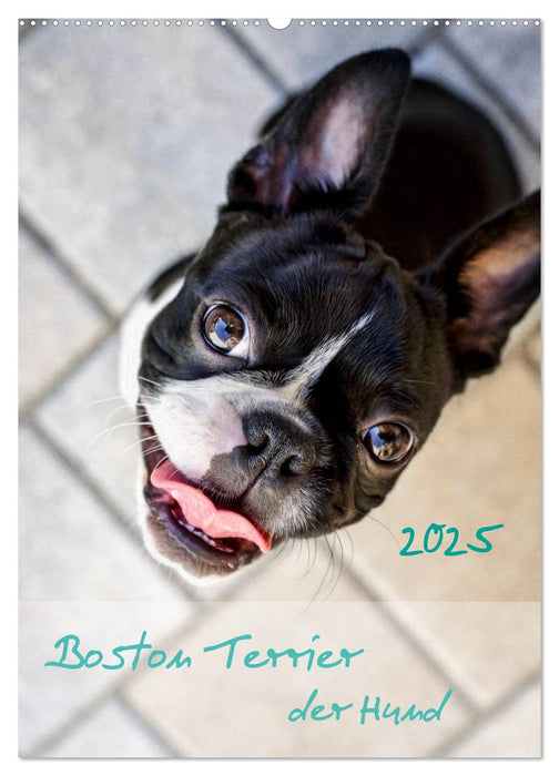 Boston Terrier der Hund 2025 (CALVENDO Wandkalender 2025)