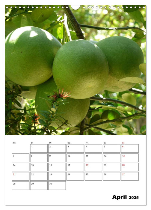 Exotische Früchte an Baum und Strauch (CALVENDO Wandkalender 2025)