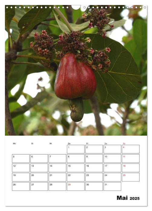 Exotische Früchte an Baum und Strauch (CALVENDO Wandkalender 2025)