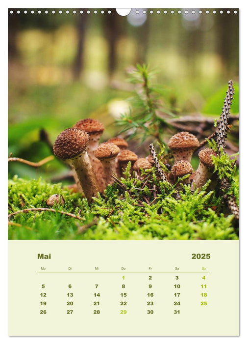 Wundersame Welt der Pilze (CALVENDO Wandkalender 2025)