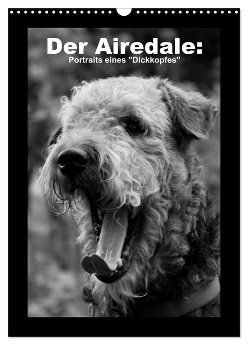 Der Airedale: Portraits eines "Dickkopfes" (CALVENDO Wandkalender 2025)