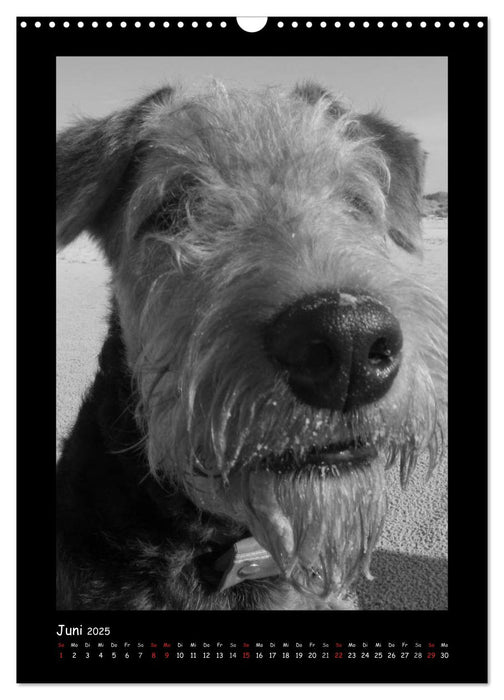 Der Airedale: Portraits eines "Dickkopfes" (CALVENDO Wandkalender 2025)