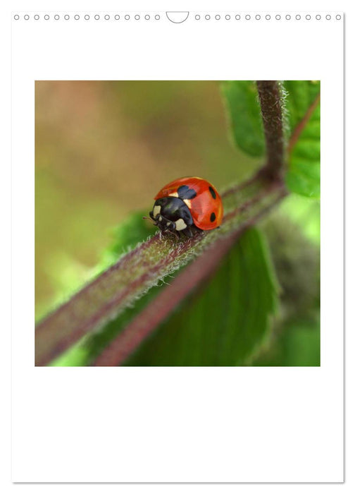 Artenvielfalt der Insekten (CALVENDO Wandkalender 2025)