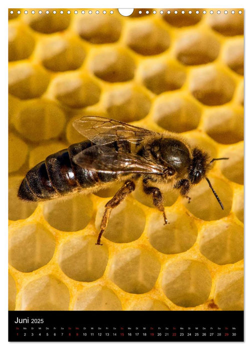 Bienen (CALVENDO Wandkalender 2025)