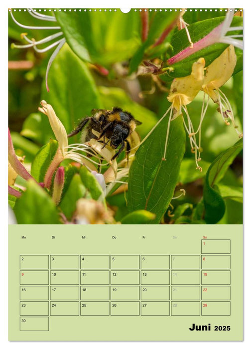 Bienenplaner (CALVENDO Wandkalender 2025)