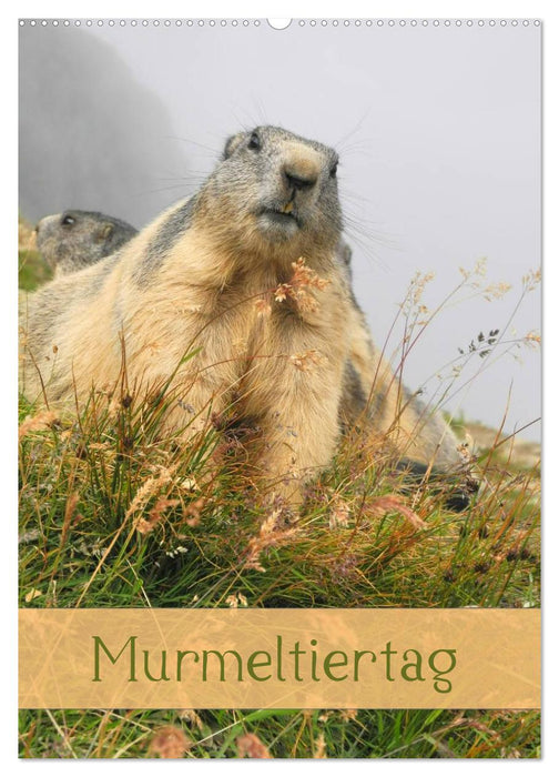 Murmeltiertag (CALVENDO Wandkalender 2025)