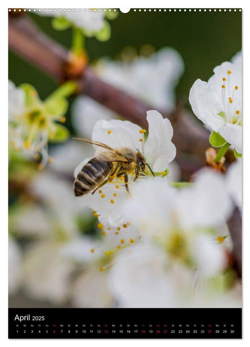 Bienenkalender (CALVENDO Wandkalender 2025)