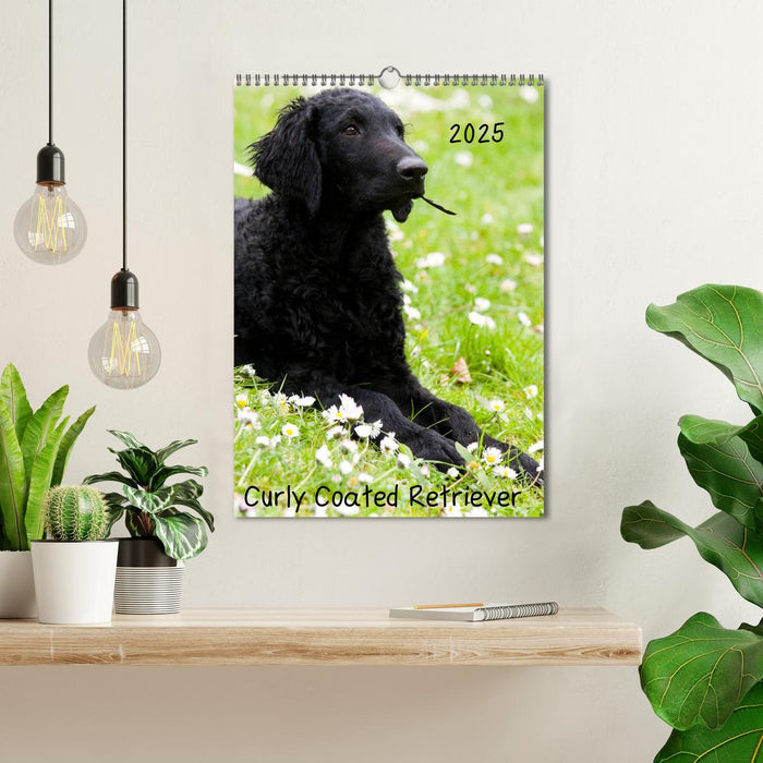 Curly Coated Retriever 2025 (CALVENDO Wandkalender 2025)