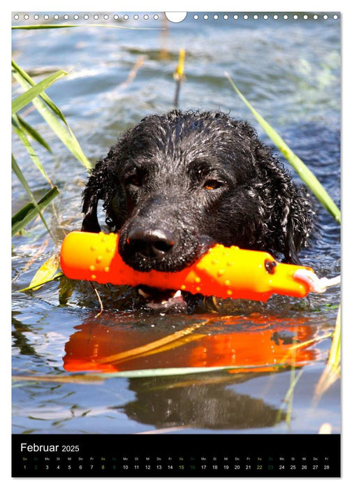 Curly Coated Retriever 2025 (CALVENDO Wandkalender 2025)