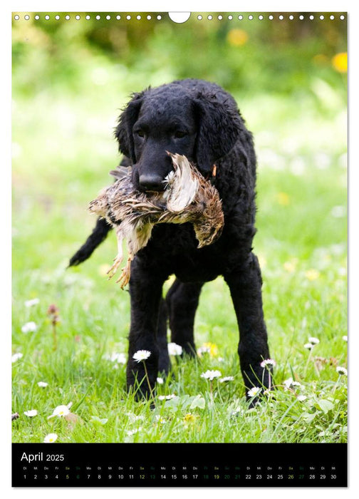 Curly Coated Retriever 2025 (CALVENDO Wandkalender 2025)