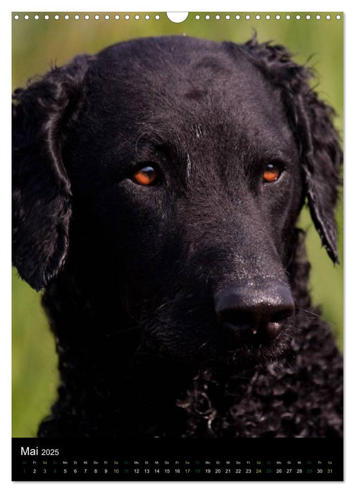 Curly Coated Retriever 2025 (CALVENDO Wandkalender 2025)