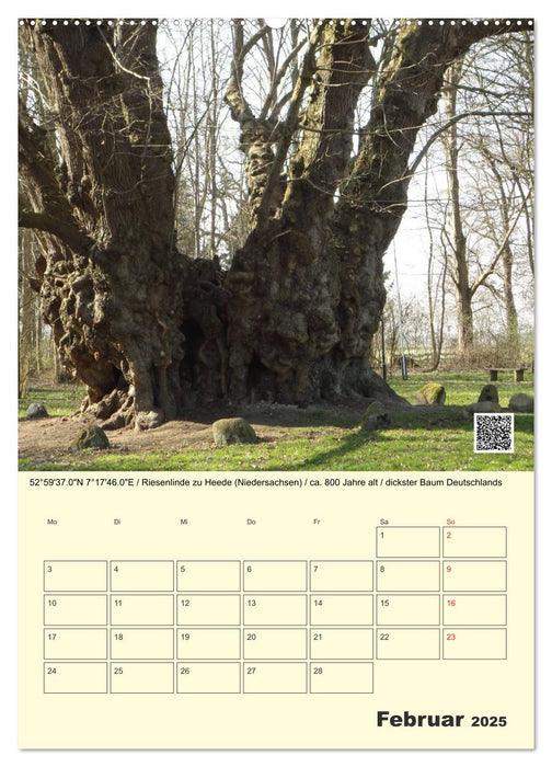 Uralt - Mit QR-Code und GPS zu alten Bäumen (CALVENDO Wandkalender 2025)