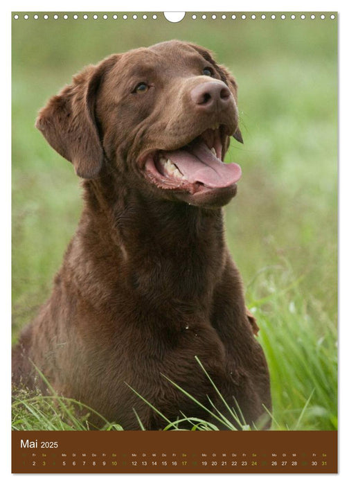 Chesapeake Bay Retriever 2025 (CALVENDO Wandkalender 2025)