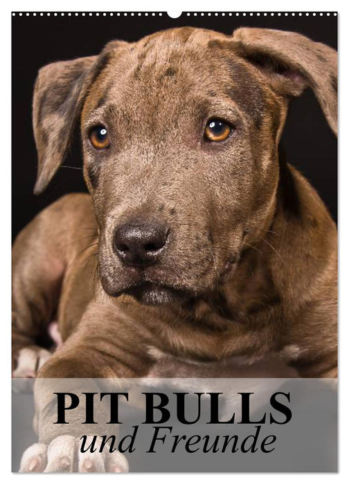 Pit Bulls und Freunde (CALVENDO Wandkalender 2025)