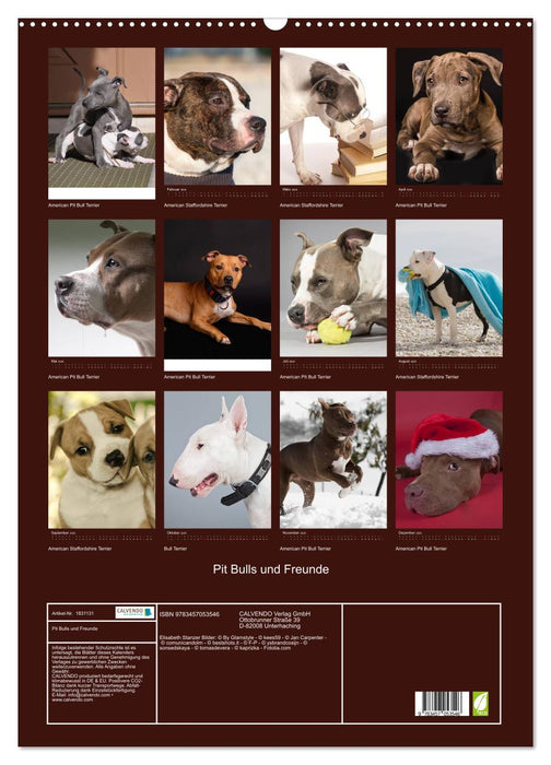 Pit Bulls und Freunde (CALVENDO Wandkalender 2025)