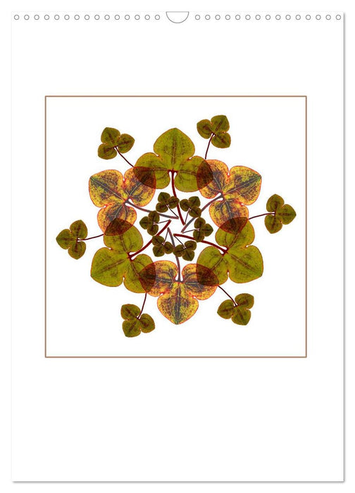 Pflanzen - Mandalas aus Blüten und Blättern (CALVENDO Wandkalender 2025)