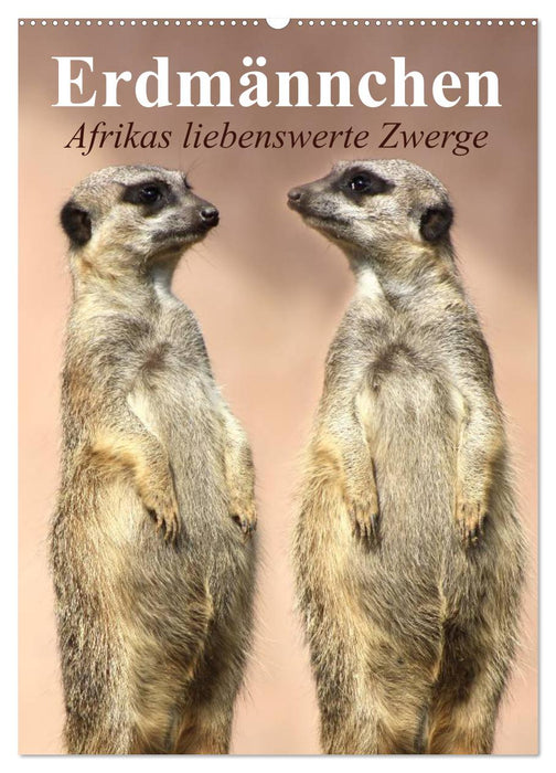 Erdmännchen - Afrikas liebenswerte Zwerge (CALVENDO Wandkalender 2025)
