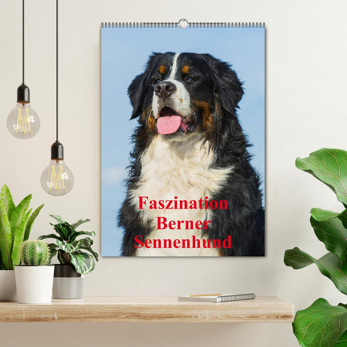 Faszination Berner Sennenhund (CALVENDO Wandkalender 2025)