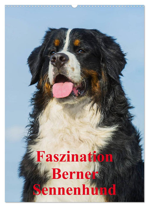 Faszination Berner Sennenhund (CALVENDO Wandkalender 2025)