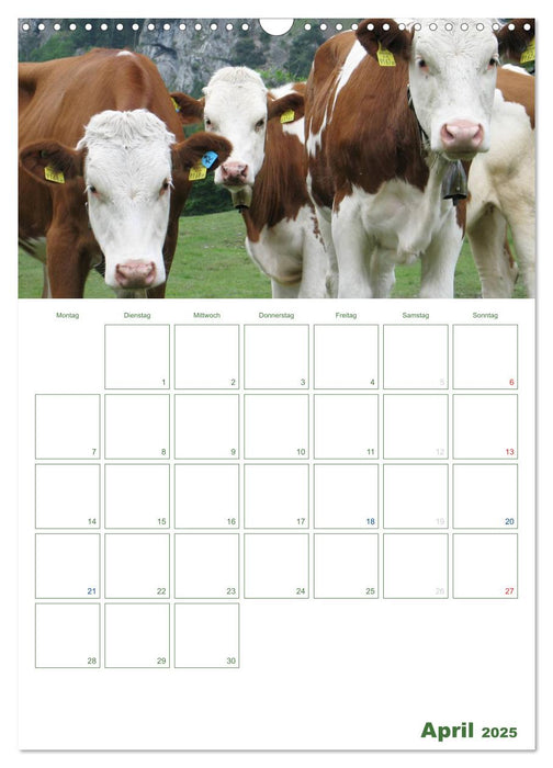 Kuhle Kühe 2025 (CALVENDO Wandkalender 2025)