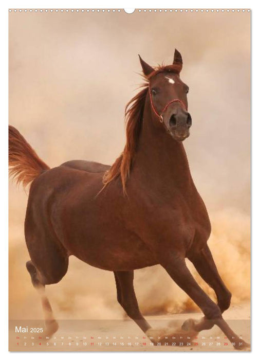 Arabische Pferde • Geschöpfe des Windes (CALVENDO Premium Wandkalender 2025)