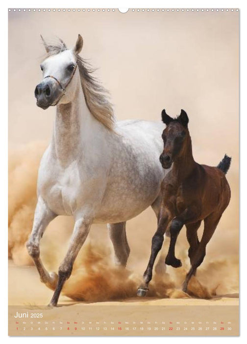 Arabische Pferde • Geschöpfe des Windes (CALVENDO Premium Wandkalender 2025)
