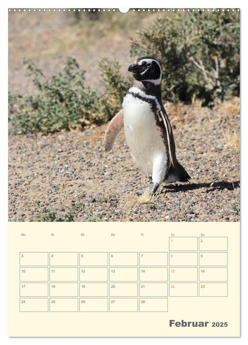 Mit Pinguinen durch das Jahr (CALVENDO Wandkalender 2025)