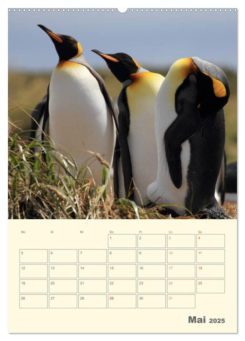 Mit Pinguinen durch das Jahr (CALVENDO Wandkalender 2025)